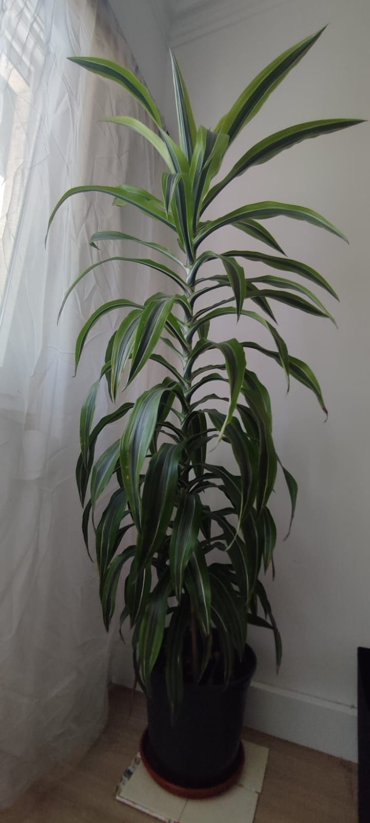 Planta dracarena deremensis. 1.80 metros de altura.