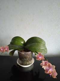 Орхидея Парфюмерная фабрика