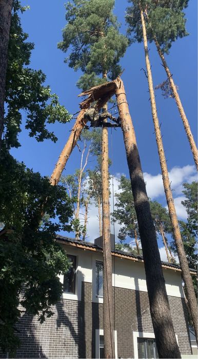 Корчування пнів! Видалення дерев|Чистка сосен|Зрізка дерев|Арборист