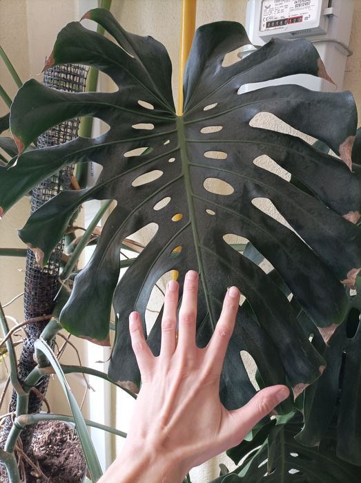 Monstera liście 65 cm