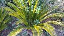 Plantas sicas para venda