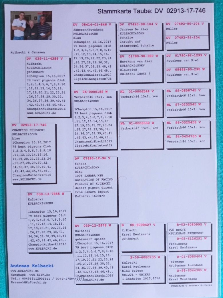 Samiec Kulbacki gołębie pocztowe