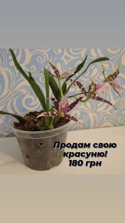 Орхідея, камбрия