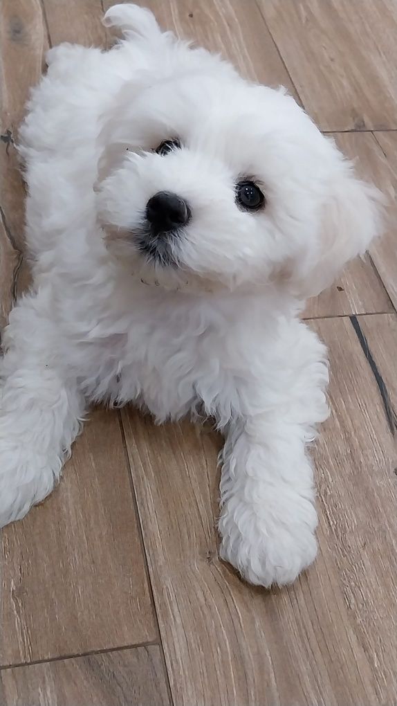 Maravilhoso menino bichon maltês