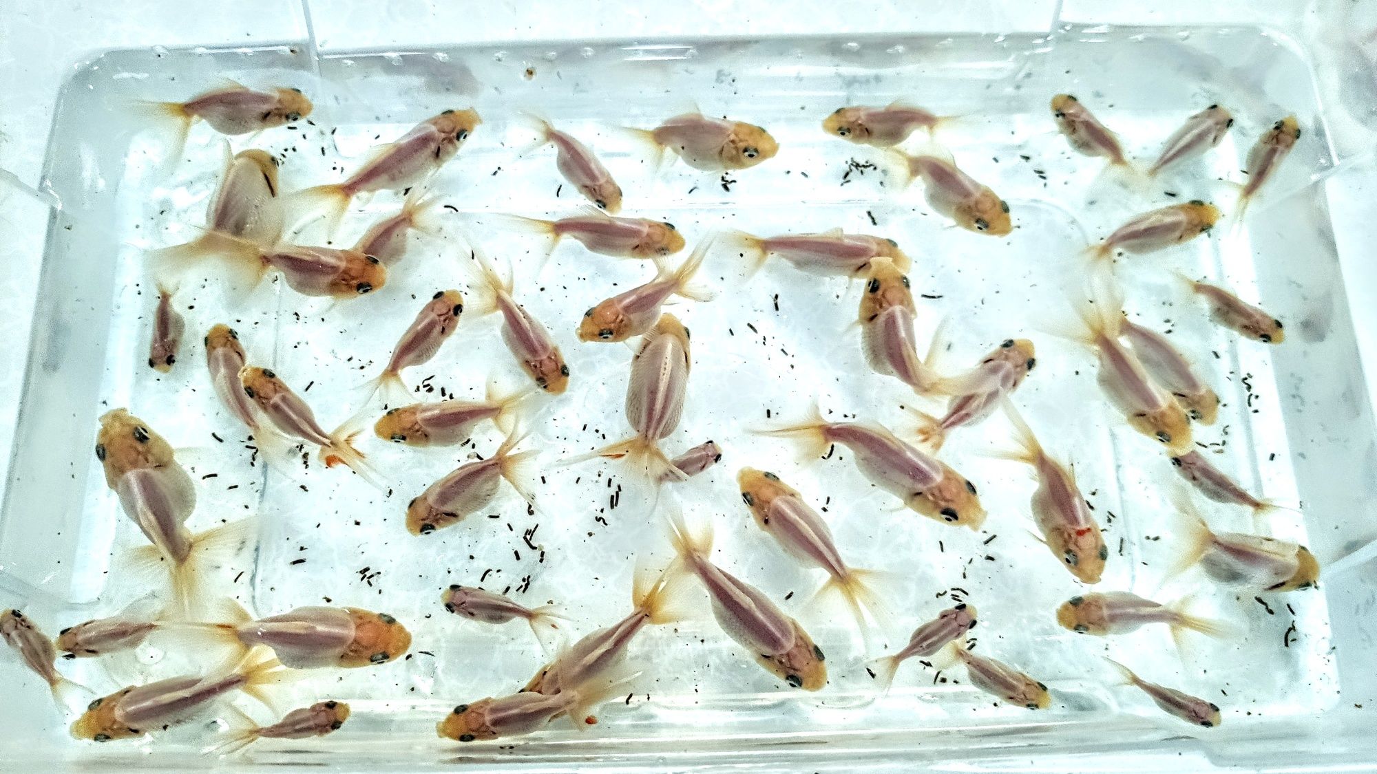 Goldfish ,,oranda  white body,,  welonka welonek welonki welon biały