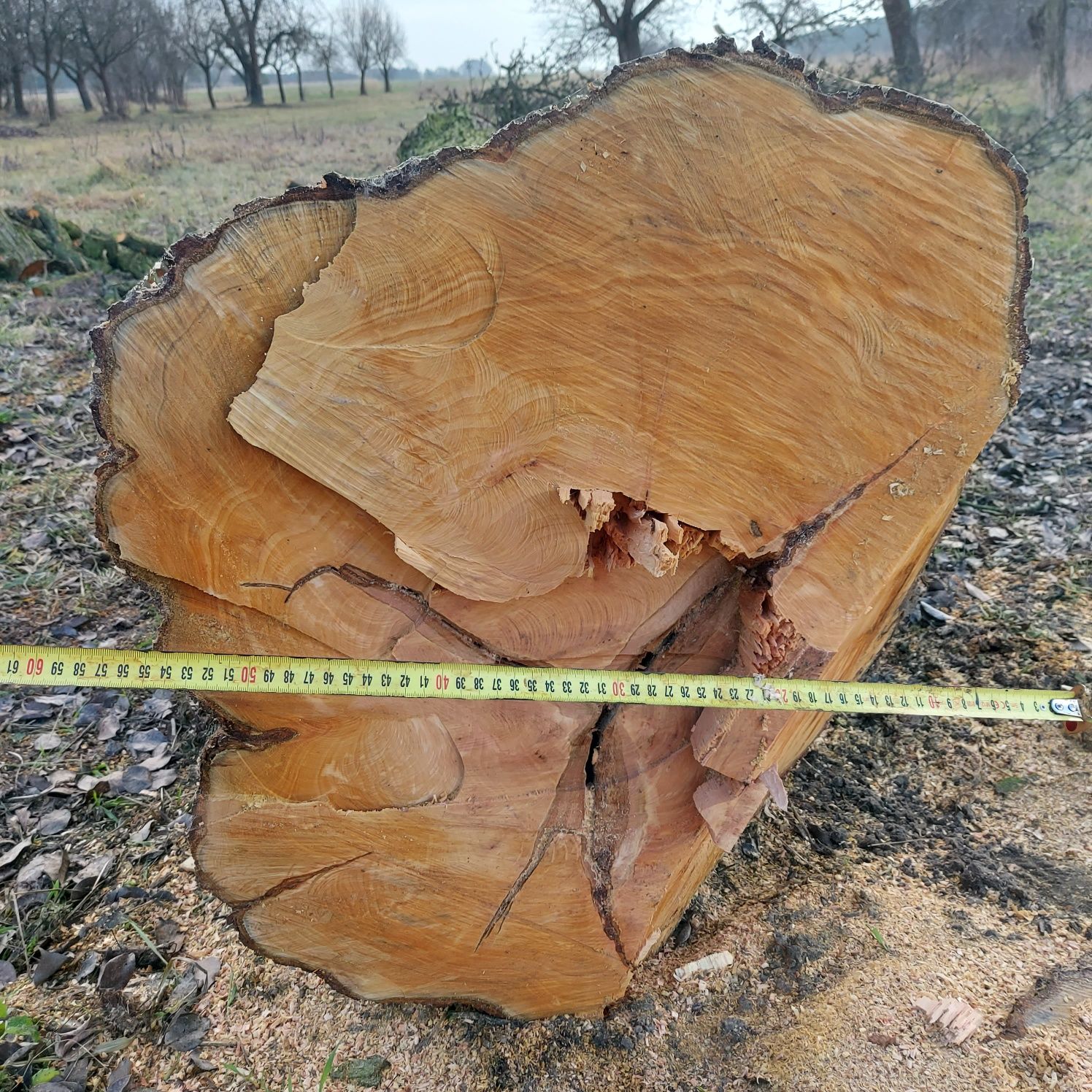 Pień gruszy 7,3m