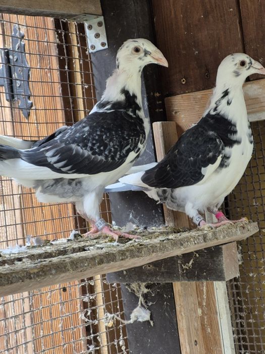 Gołebie Staropolskie