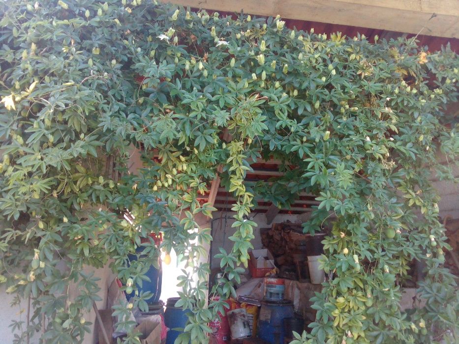 Variedade de maracujá rara e outras variedades de plantas tropicais.