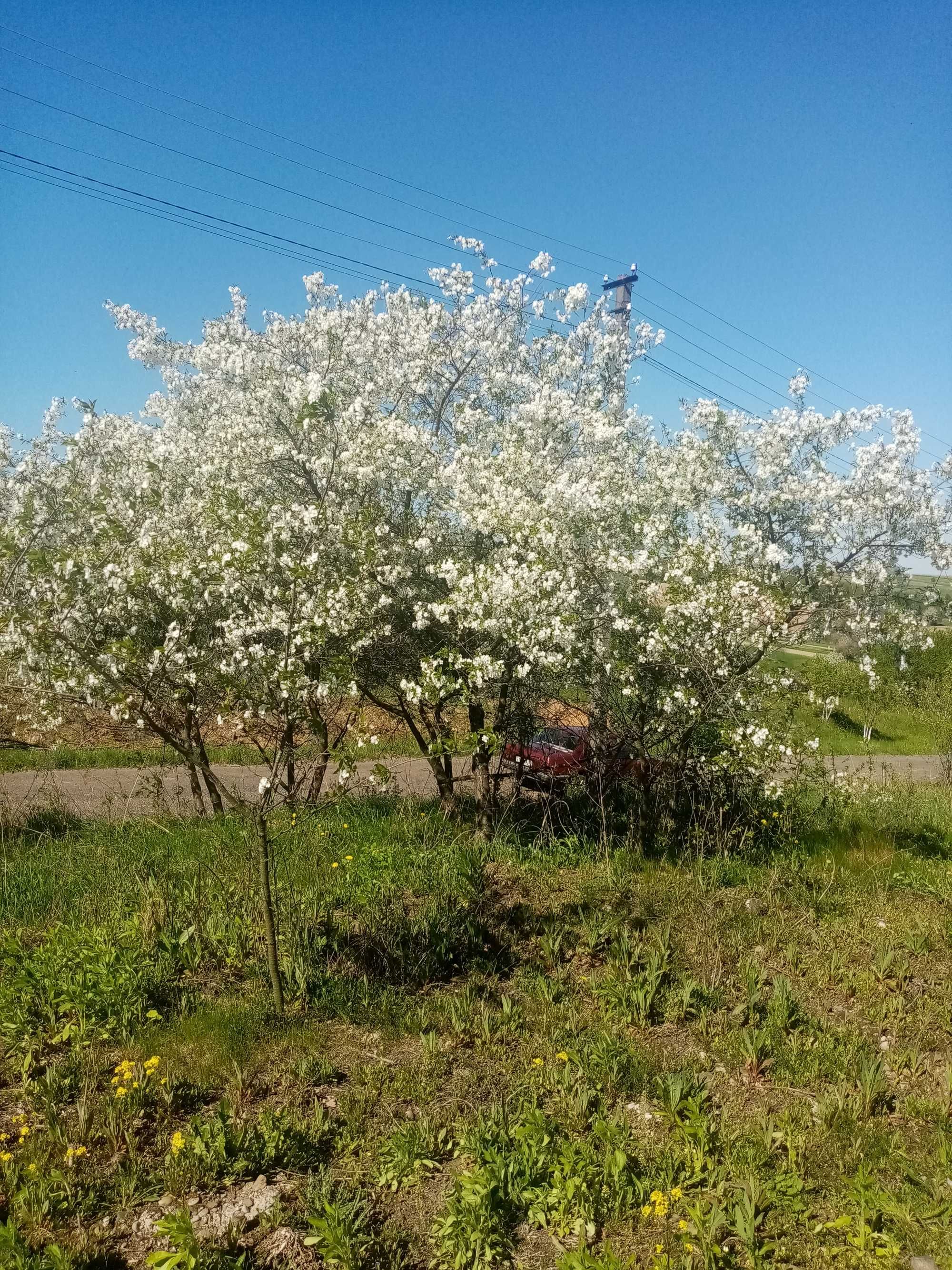 Продаеться земельна ділянка 18 соток с, Козина