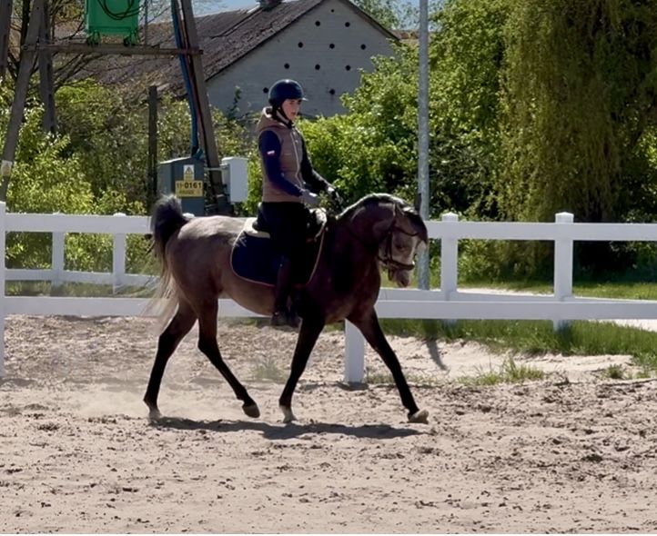 Wałach Arabski. Bardzo grzeczny ! Idealny dla dziecka.  4 lata.