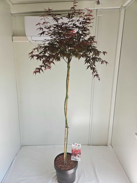 Klon palmowy szczepiony na pniu – Skeeter's Broom