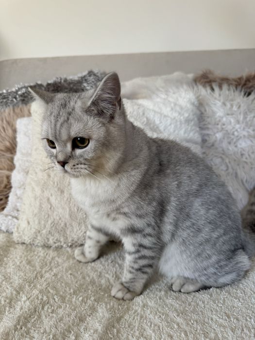 Kocurek brytyjski krótkowłosy srebrny