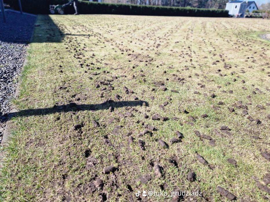 Renowacja trawnika, aeracja, wertykulacja, piaskowanie, dosiewka