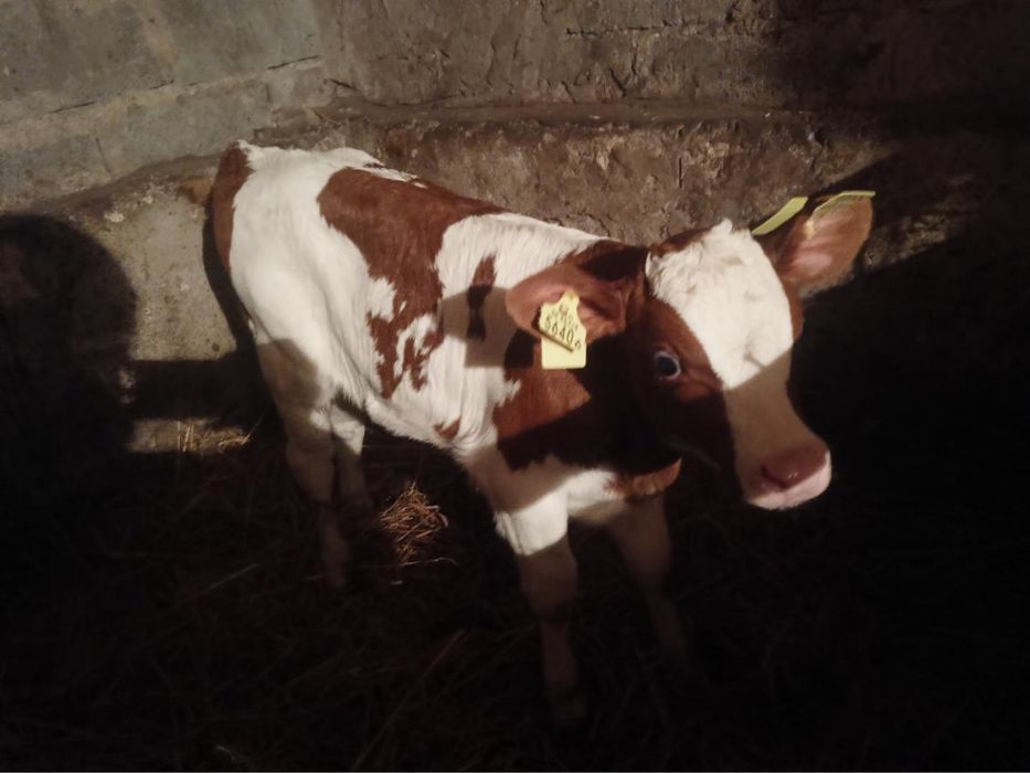 Jałówka Jałoszka Cielak Ciele