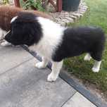 Border Collie sunia