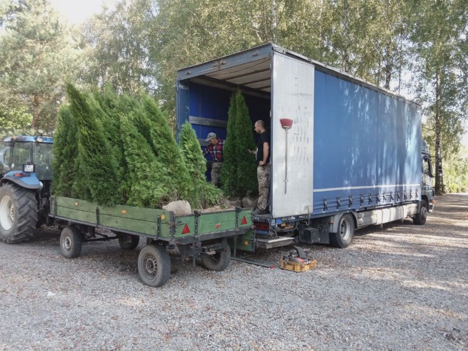 tuja SZMARAGD 220cm smaragd PRODUCENT gatunek PIERWSZY sadzenie TRANSP