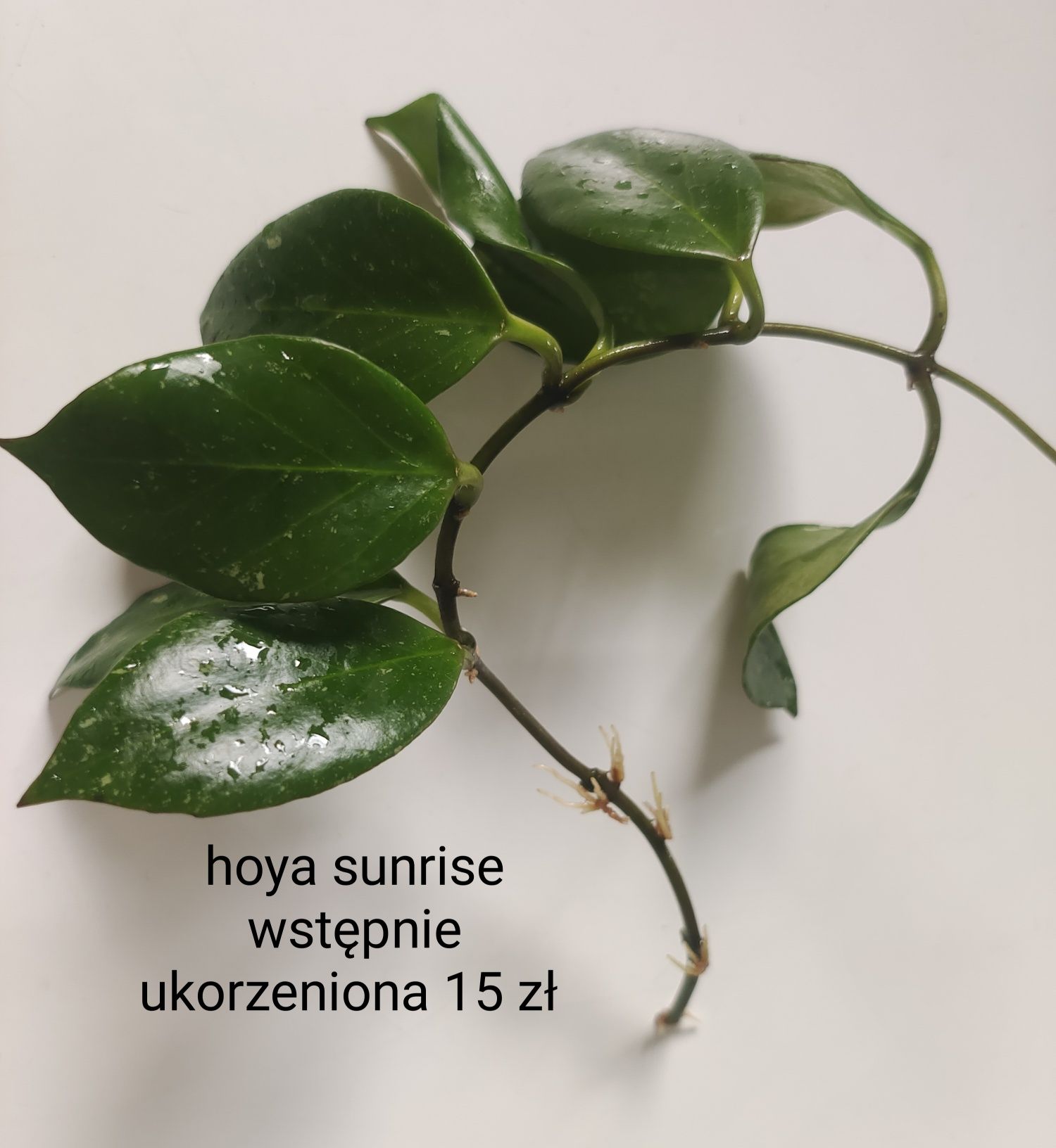 Roślinki z nadwyżki