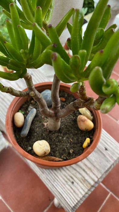 Vendo suculenta tipo bonsai