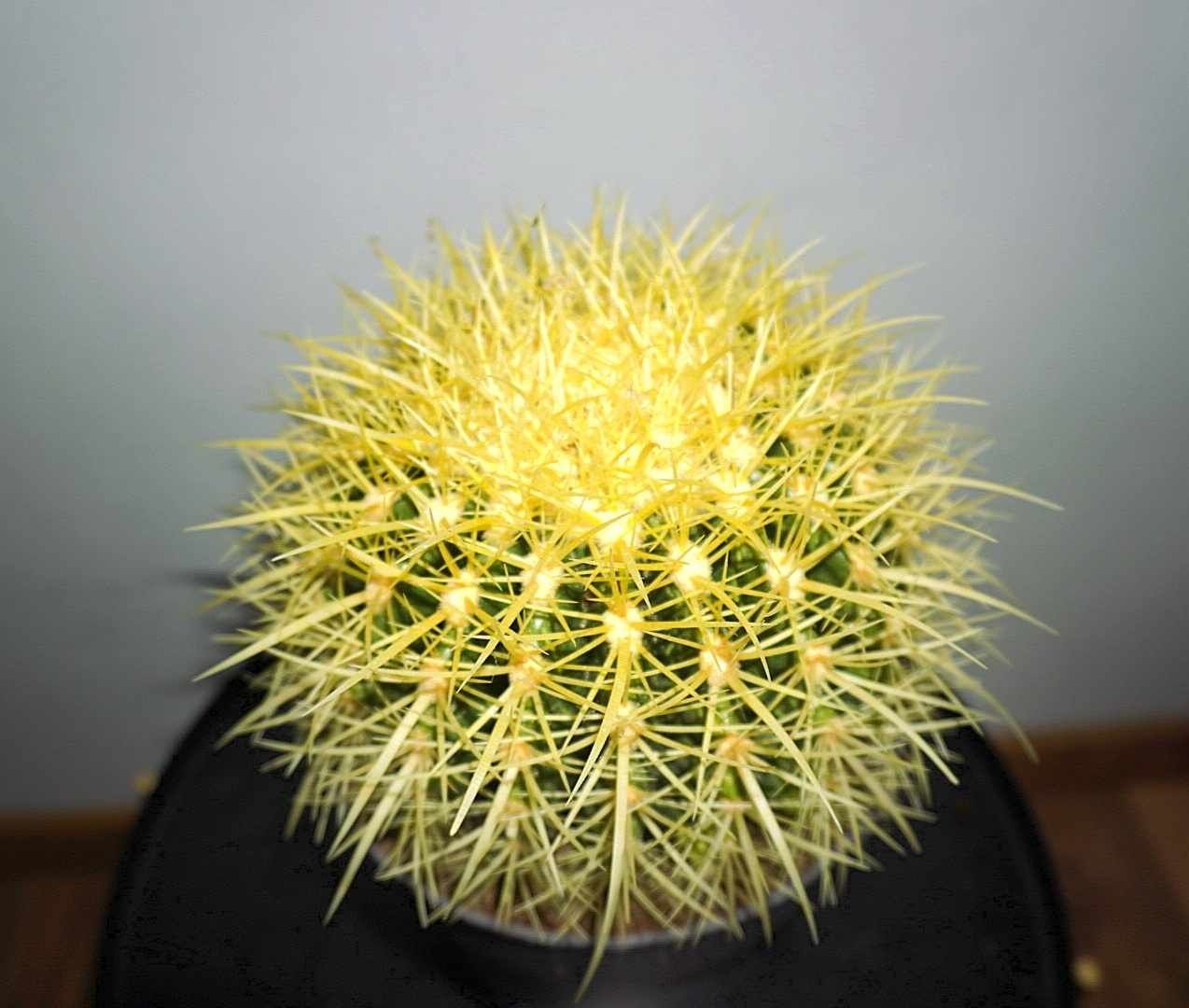 Echinocactus grusonii 26 cm/ WYSYŁKA