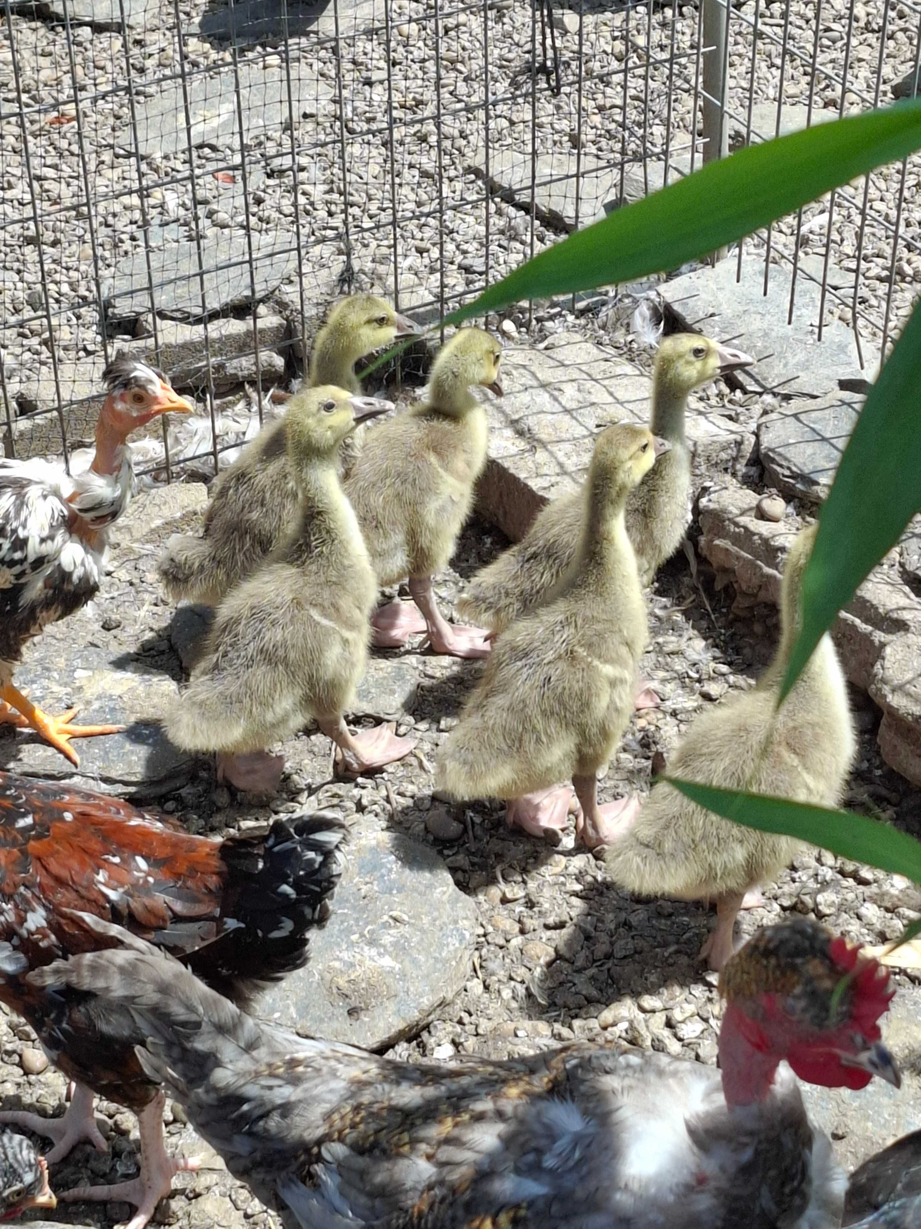 Pavoes patos galinhas garnizas  perus