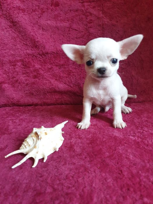 Приглашаем на вязку мини чихуахуа