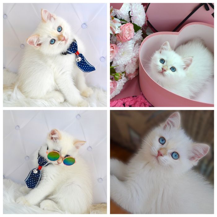 Британські котята золота шиншила/поінт