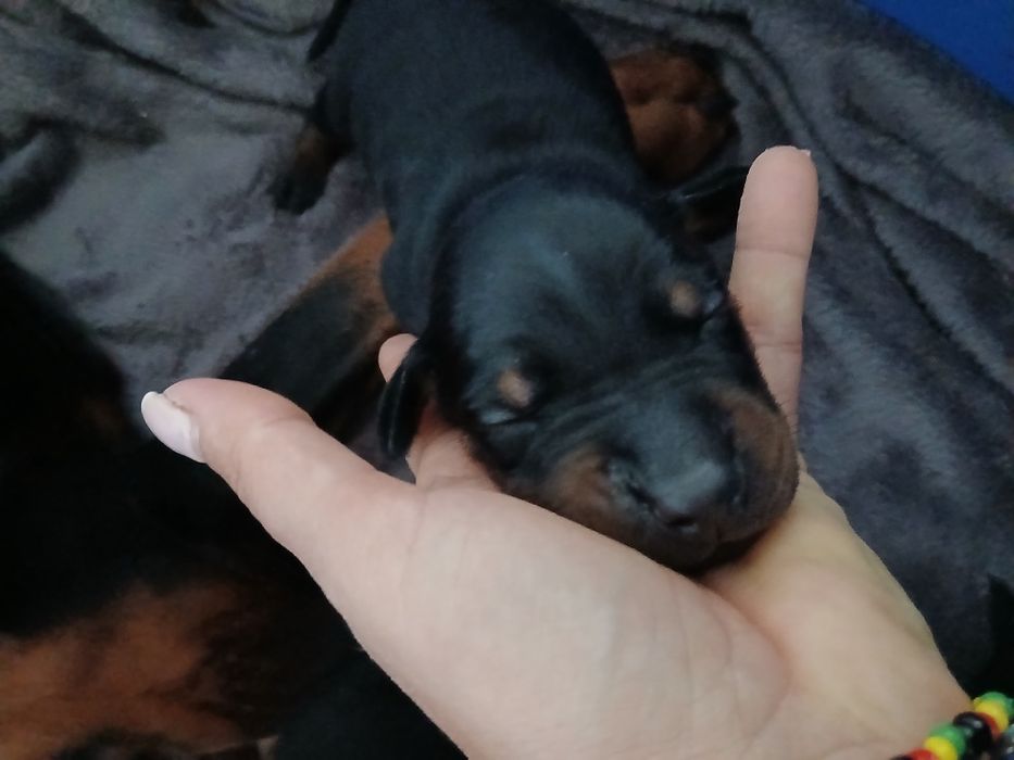 Szczeniaki Doberman