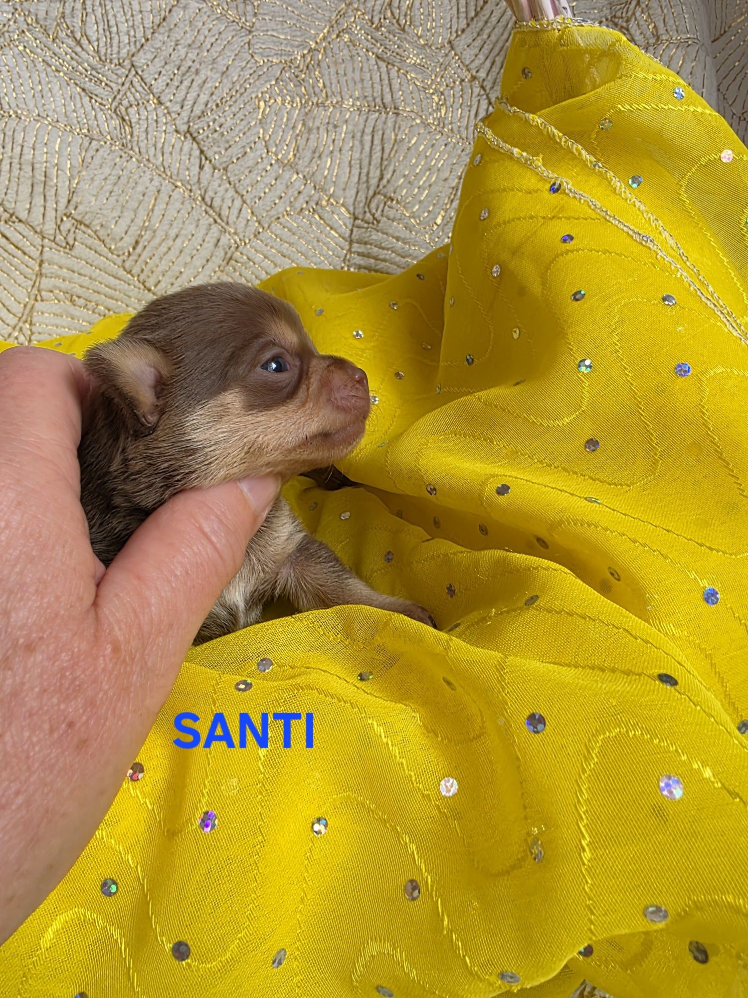 SANTI  choco tan