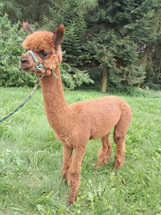 Sprzedam alpaki, dwa samce i samice z cria