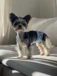 Yorkshire Terrier Biewer 6-letni