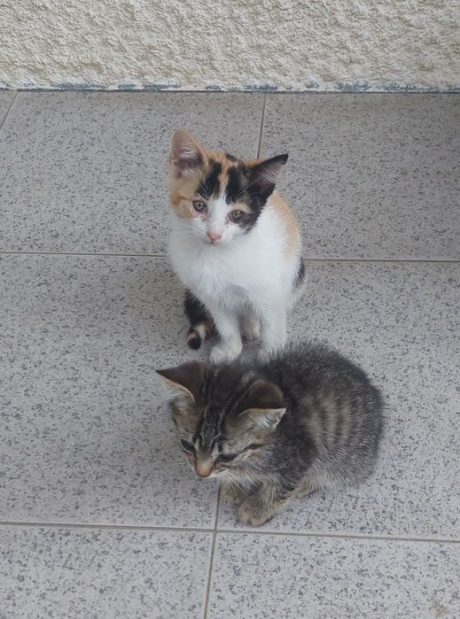 Gatinhos para adoção (Braga)