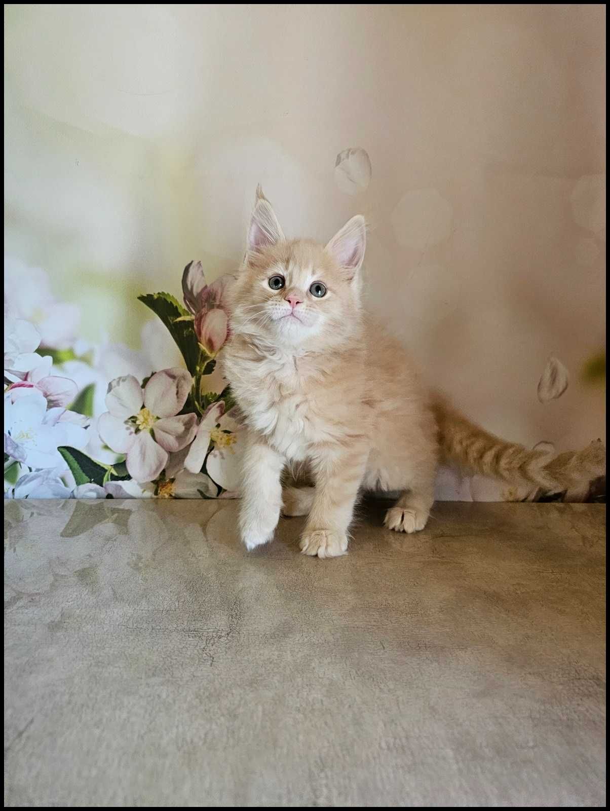 Kocurek Maine Coon Necmi