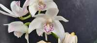 VENDO orquídea Dendrobium kingianum  branco
