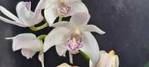 VENDO orquídea Dendrobium kingianum  semi alba