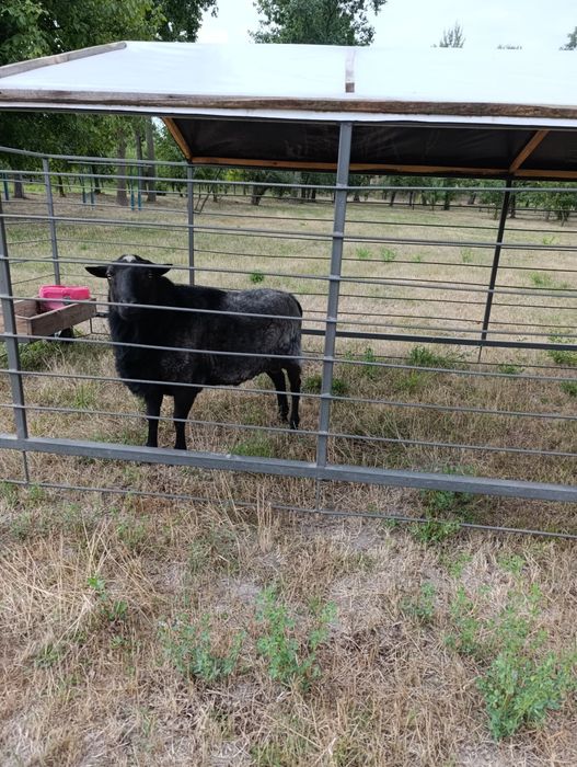 Продам барана романівська порода