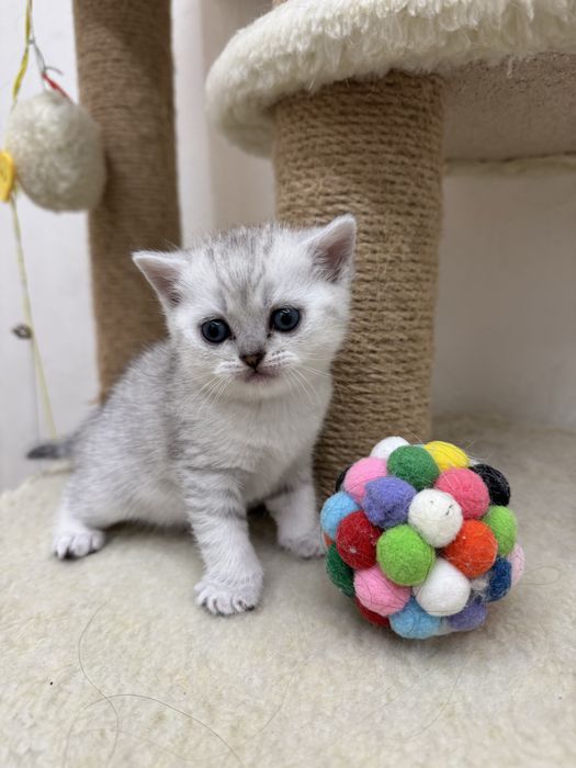 Шотландська дівченка кошеня