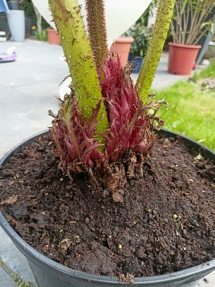Gunnera Brazylijska