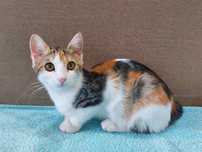 Котенок. Девочка.
