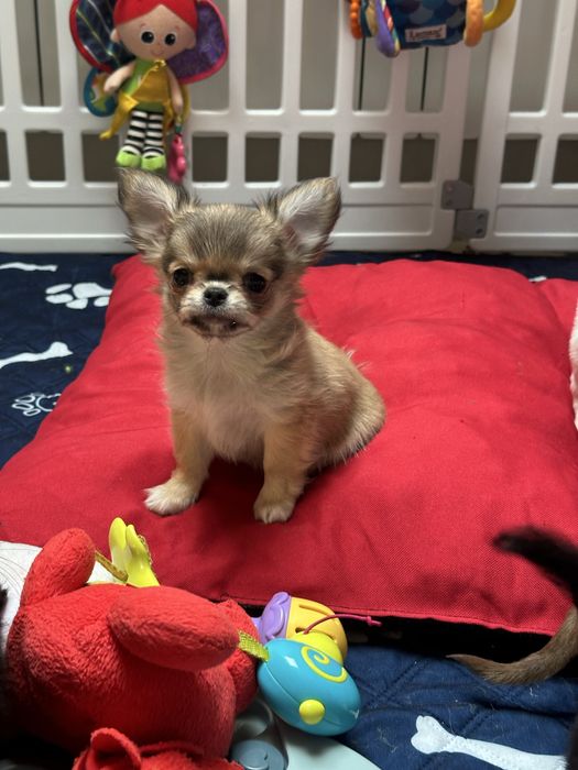 CHIHUAHUA  chłopiec  długowłosy :)