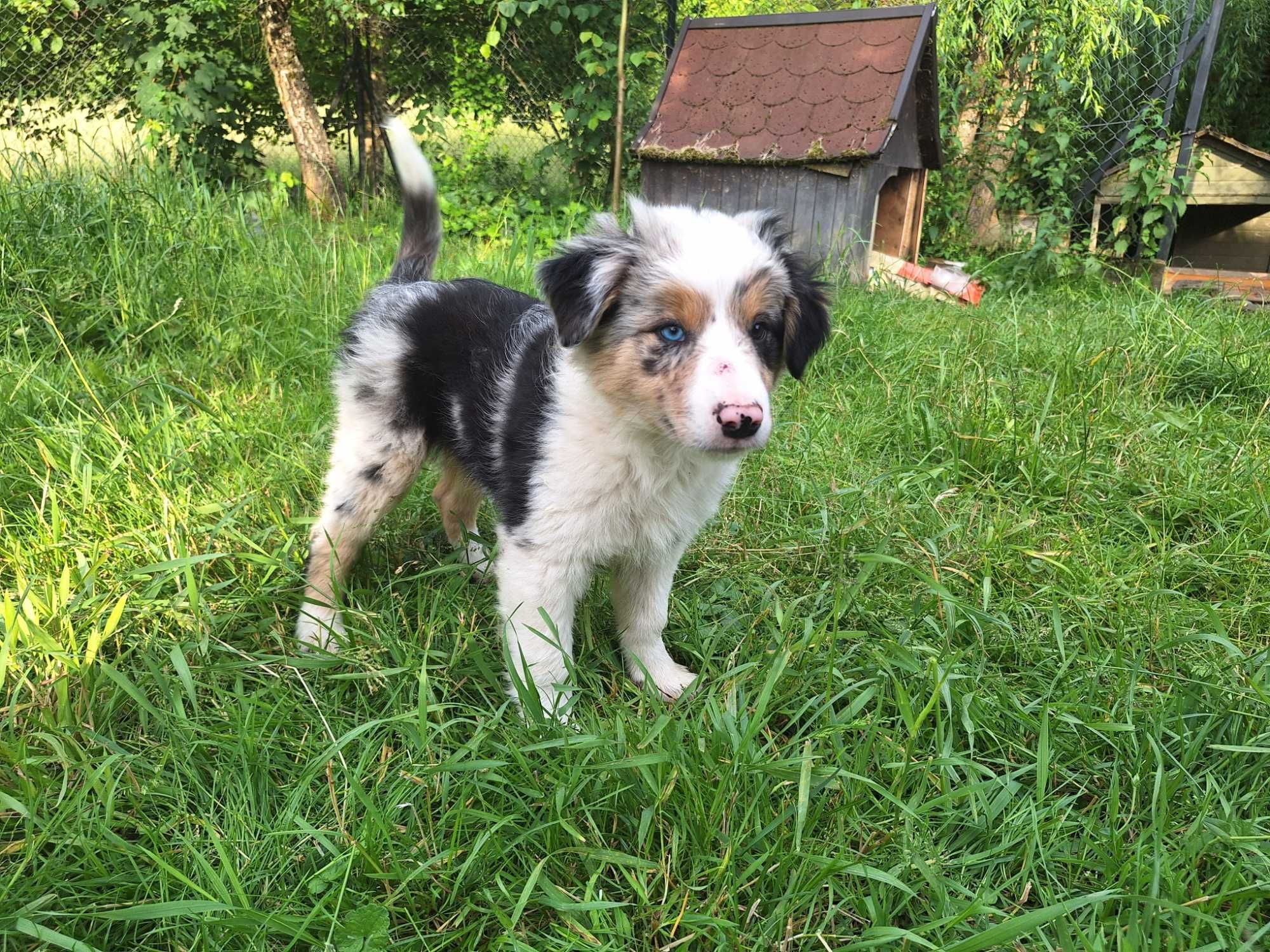 Border collie blue merle róznooki piesek Rabel