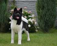 Акита американская, akita