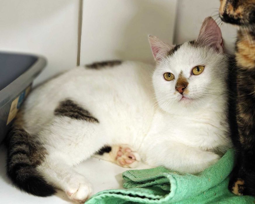 Чудовий ласкавий і ніжний котик-красунчик Нясік (6 міс.). Кастров. Кот