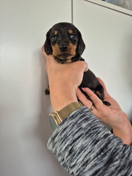 Jamnik krótkowłosy po miniaturce z rodowodem