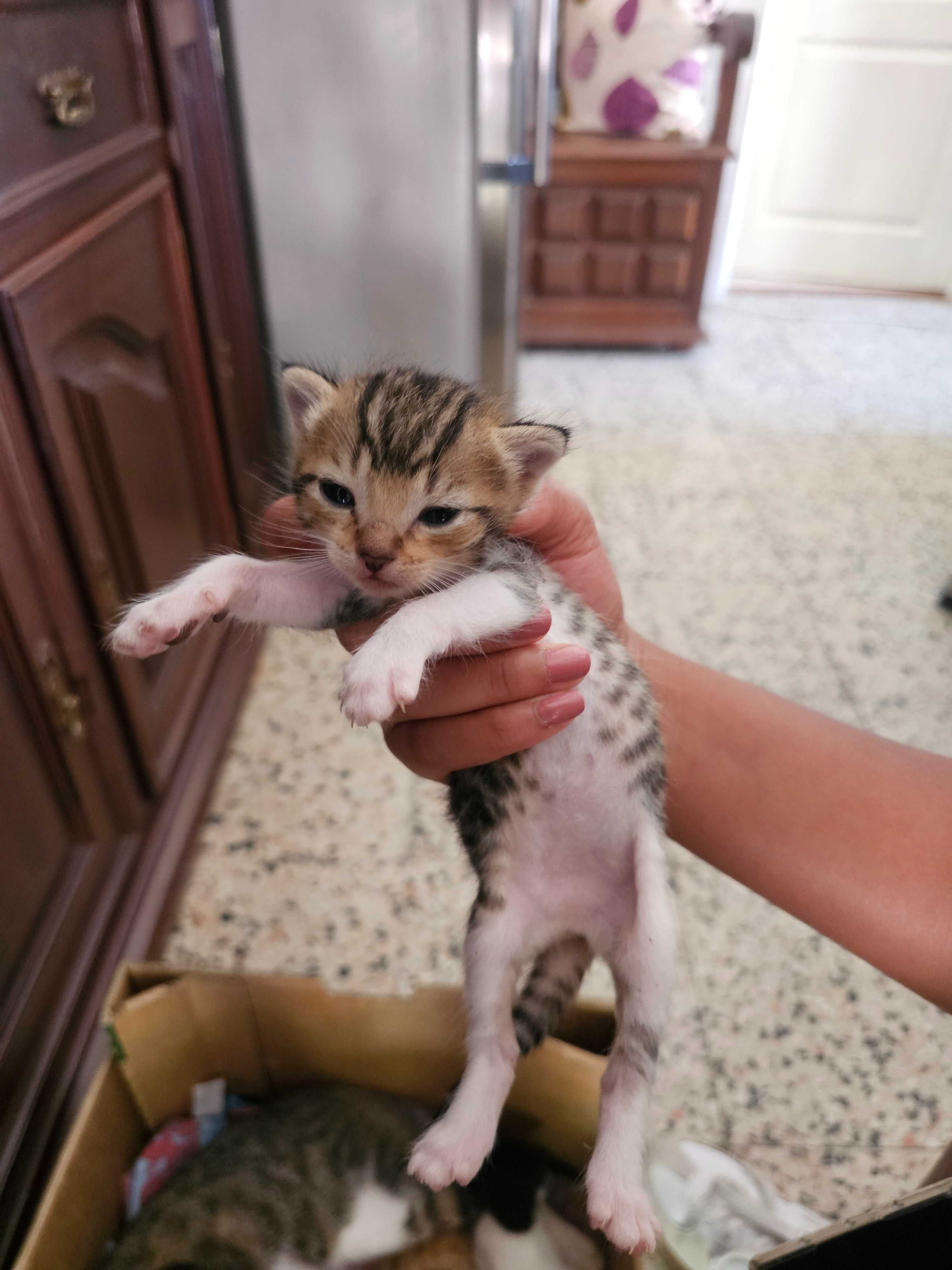 Gatinhos bebés recém nascidos