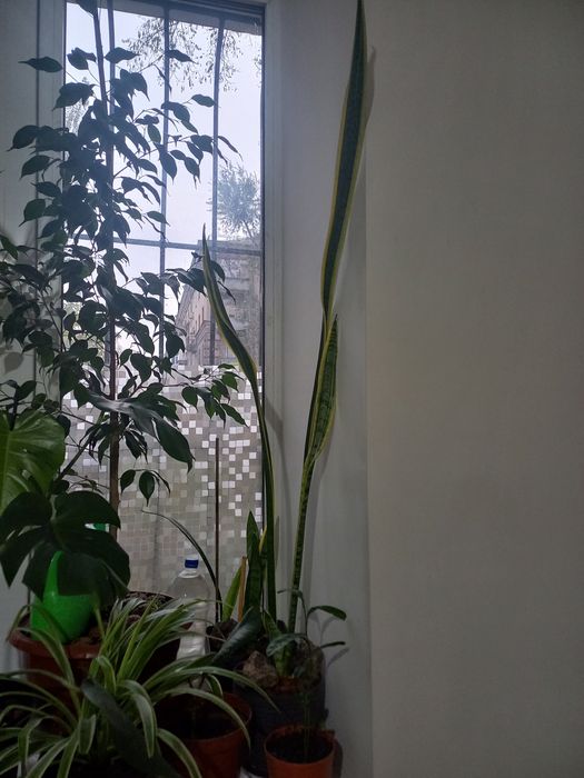 Монстера, фікус робуста, фвкус Бенджаміна, сансевиерия лауреті.