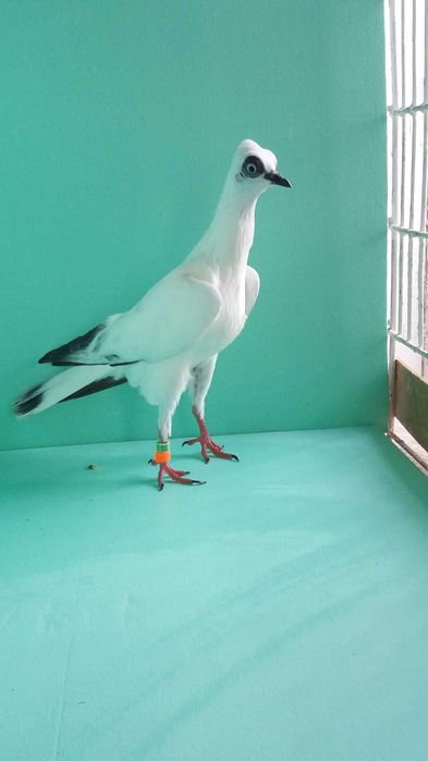 Gołębie ozdobne wiedeński, wiedeńskie lotne