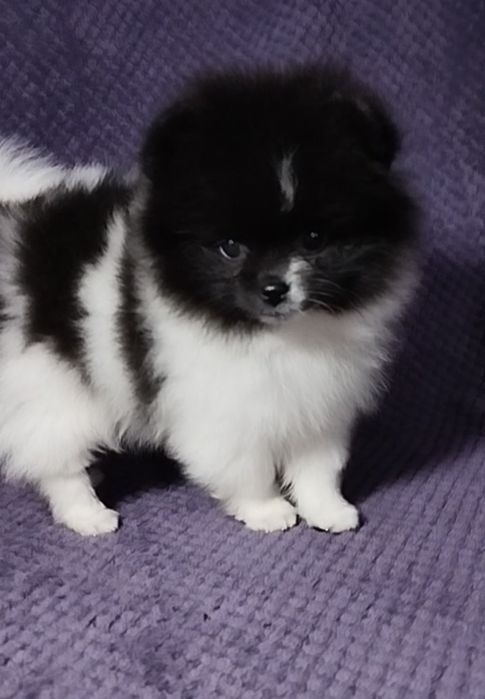 Померанский шпиц ПАНДА