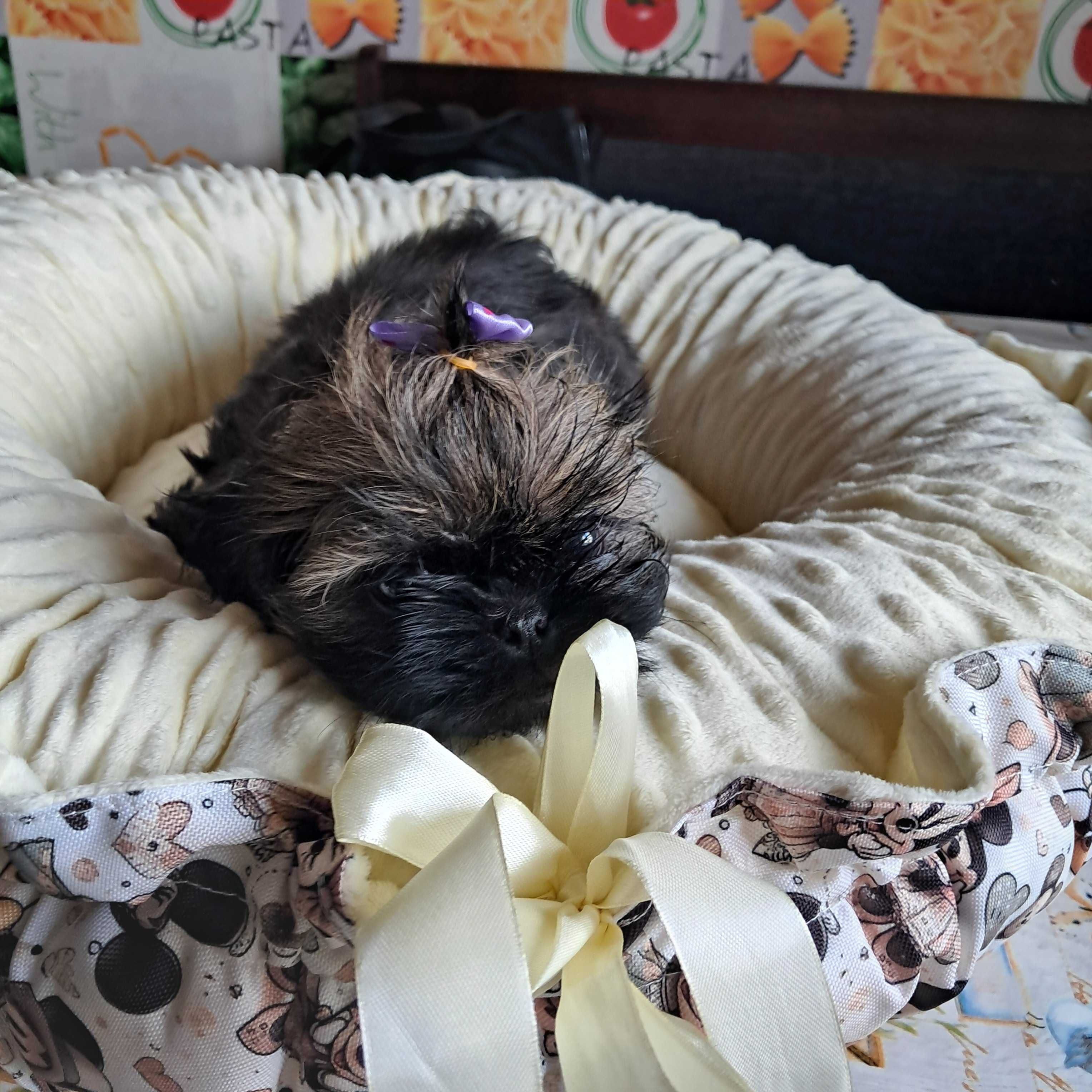 SHIH TZU chłopiec gotowy do odbioru