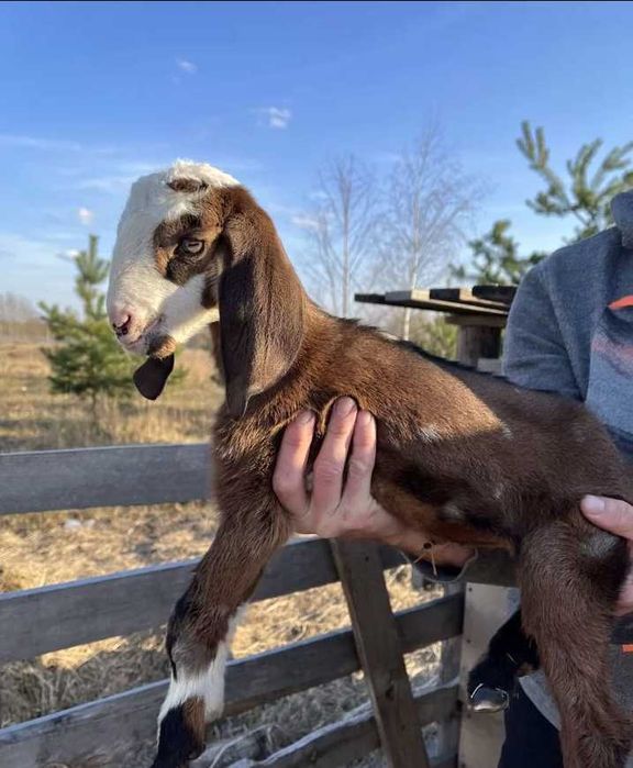 Коза , Англо-нубійська порода