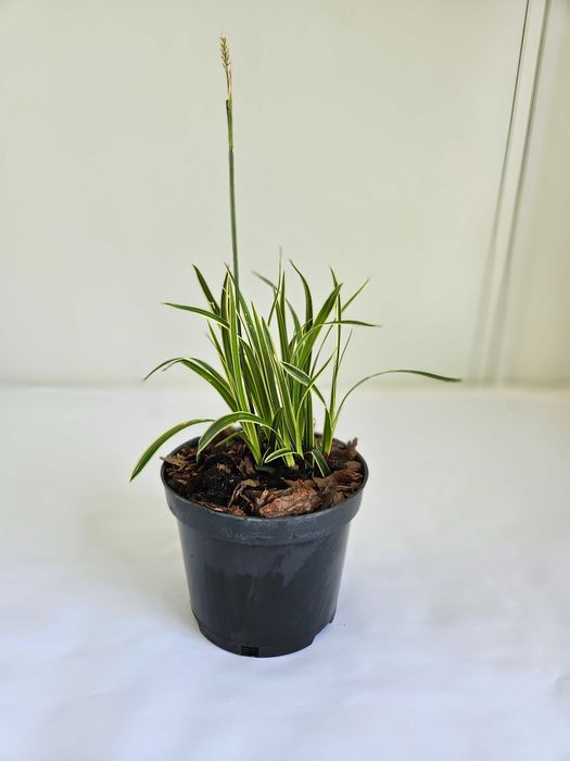 Turzyca morrowa 'Ice Dance' (Carex morrowii 'Ice Dance')